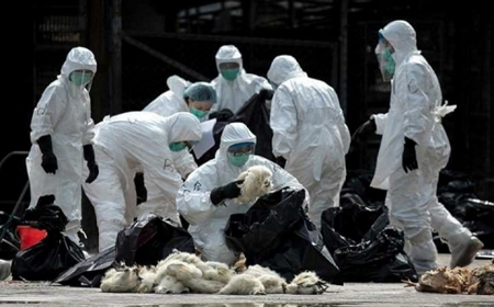 Dịch cúm chết người hàng loạt H7N9 đang biến đổi độc lực cao ở gia cầm tại Trung Quốc. 

